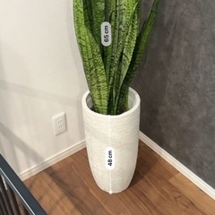 観葉植物　1mほどの画像