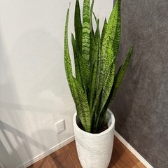 観葉植物　1mほどの画像