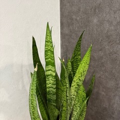 観葉植物　1mほどの画像