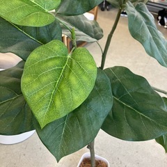 A2511-008 人工観葉植物 大型 フェイクグリーン インテリア 鉢植え ディスプレイ 中古美品の画像