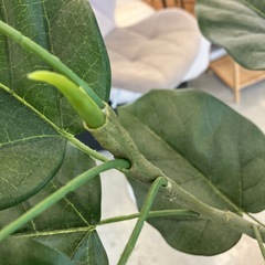 A2511-008 人工観葉植物 大型 フェイクグリーン インテリア 鉢植え ディスプレイ 中古美品の画像