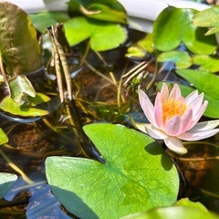 姫睡蓮　ピンク色の画像