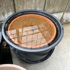 姫睡蓮　ピンク色の画像