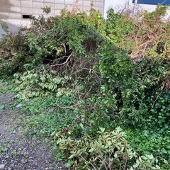 薪　小枝　キャンプ　焚き火　の画像