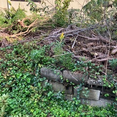 薪　小枝　キャンプ　焚き火　の画像