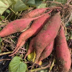 【農家直送🍠兵庫県産】紅はるか 5kgの画像