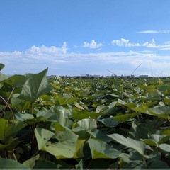 【農家直送🍠兵庫県産】紅はるか 5kgの画像