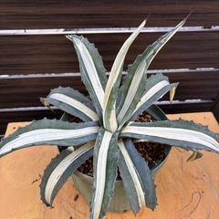 アガベ　華厳　子株の画像