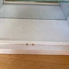 コレクションガラスケースの画像