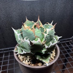 アガベ　チタノタ　姫厳竜　子株の画像