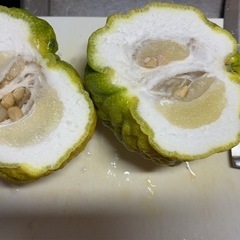 獅子ゆずの画像