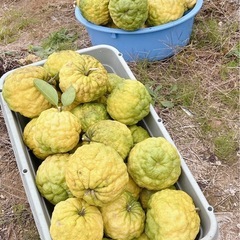 獅子ゆずの画像