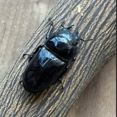 [国産オオクワガタNO:188]能勢産♀単品フリーサイズ の画像