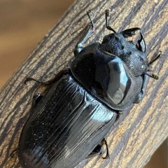 [国産オオクワガタNO:188]能勢産♀単品フリーサイズ の画像