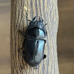 [国産オオクワガタNO:188]能勢産♀単品フリーサイズ の画像