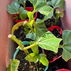 パッションフルーツの画像