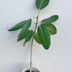 取り引き中
観葉植物3点セット　ウンベラータ、モンステラ、ベンガレンシスの画像