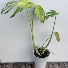 取り引き中
観葉植物3点セット　ウンベラータ、モンステラ、ベンガレンシスの画像