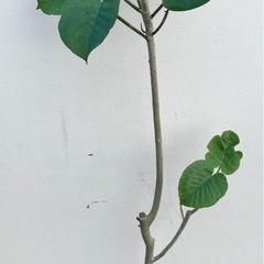 取り引き中
観葉植物3点セット　ウンベラータ、モンステラ、ベンガレンシスの画像