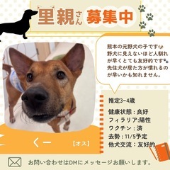元野犬の男の子