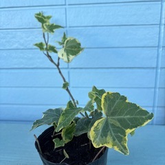 アイビー、ヘデラ（ゴールデンチャイルド）  の画像