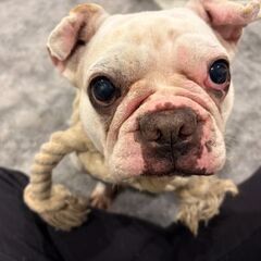 フレブル♀　７歳