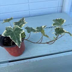 アイビー、ヘデラ（ゴールデンチャイルド）  の画像