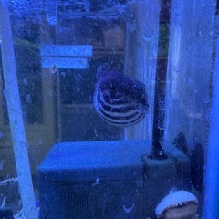 サザナミフグ　世田谷区　受け渡し　モヨウフグの画像