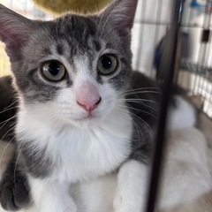 美ネコすぎてごめんなさい。ゆきい