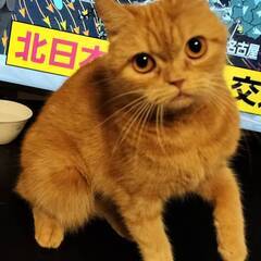 11月2日、日曜日にミヌエット、マンチカン、スコティッシュなど　...