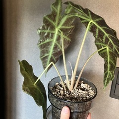 観葉植物　アロカシア　の画像