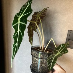 観葉植物　アロカシア　の画像