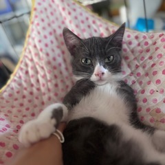 とってもカッコ可愛いたいがくん