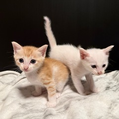 2匹の子猫ちゃん🐱 - 伊万里市