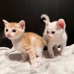 2匹の子猫ちゃん🐱