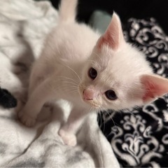 2匹の子猫ちゃん🐱 − 佐賀県