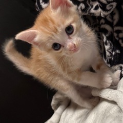 2匹の子猫ちゃん🐱 - 猫