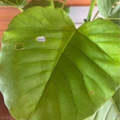 ウンベラータの画像