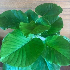 ウンベラータの画像