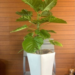 ウンベラータの画像