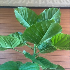 ウンベラータの画像