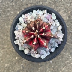 ミハノビッチ 極ピンク斑2.5寸サイズの画像