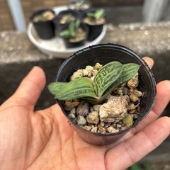 多肉植物  ガステリア  小さいです。の画像