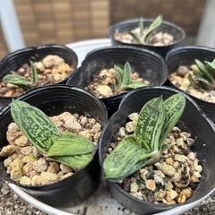 多肉植物  ガステリア  小さいです。の画像