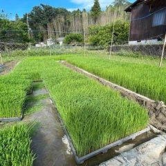 選別で 外れた小さい米や未熟米など30kg玄米の画像