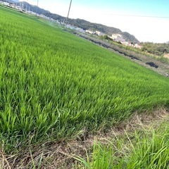 選別で 外れた小さい米や未熟米など30kg玄米の画像