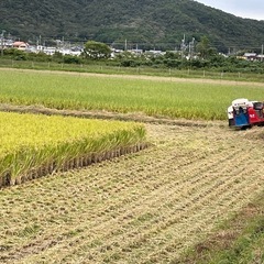 選別で 外れた小さい米や未熟米など30kg玄米の画像