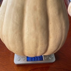 バターナッツかぼちゃ　特大　1.7キロの画像