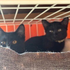 生後３ヶ月オシャレな黒猫兄妹