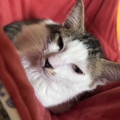 とっても穏やかなキジ白　甲斐くん